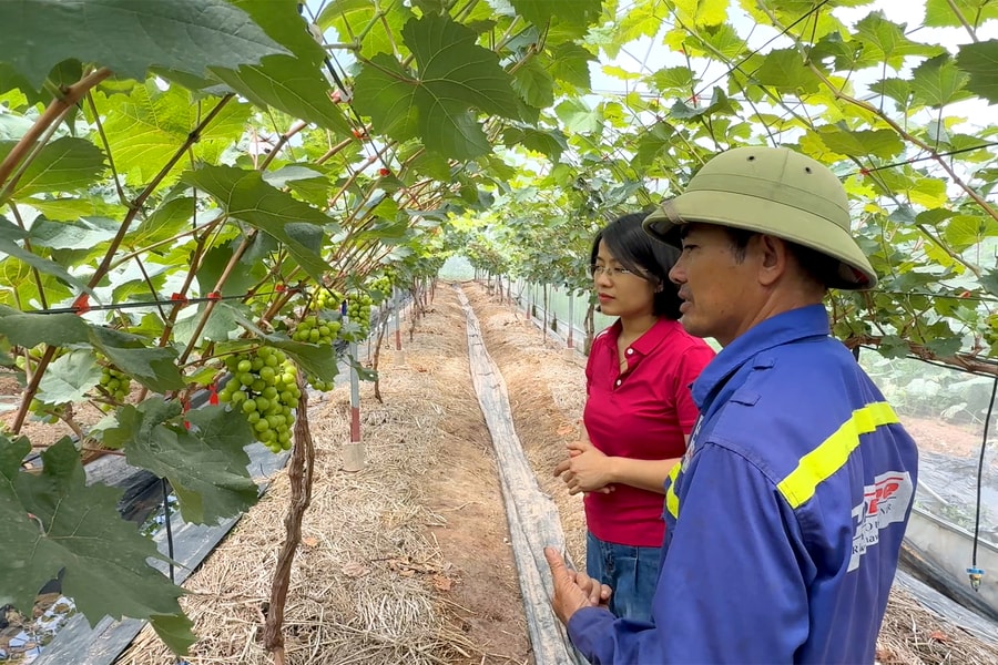 Màu xanh trở lại những cánh đồng ở Kinh Môn từng bị bão Yagi tàn phá