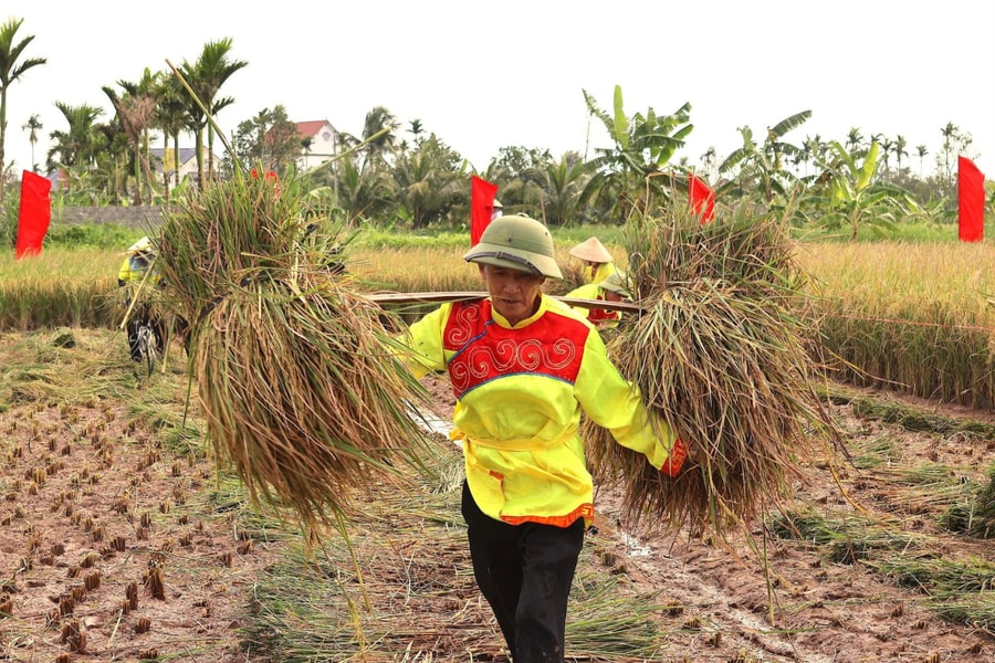 Vibrant organic rice – ragworm festival in An Thanh commune