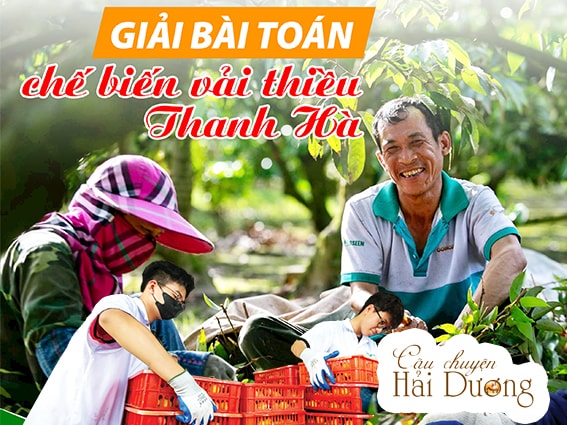Giải bài toán chế biến vải thiều Thanh Hà