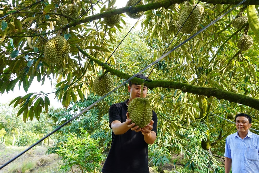 Hộ kinh doanh kê khai thuế thế nào khi mua nông sản, hàng xách tay