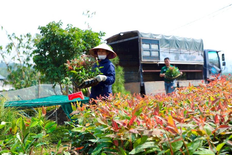 Hải Dương có 50 tổ chức, cá nhân buôn bán giống cây trồng đã cung cấp thông tin với Sở Nông nghiệp và Môi trường