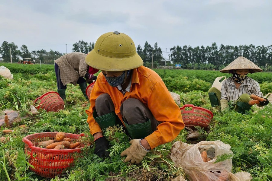 Đầu tư cơ sở chế biến nông sản tại Cẩm Giàng hơn 48 tỷ đồng