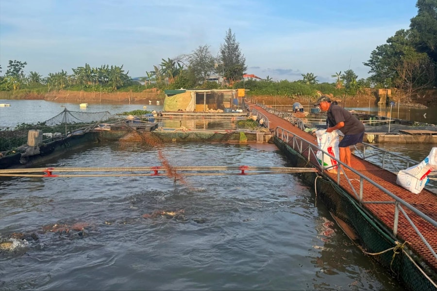 Giá cá tại Hải Dương xuống thấp
