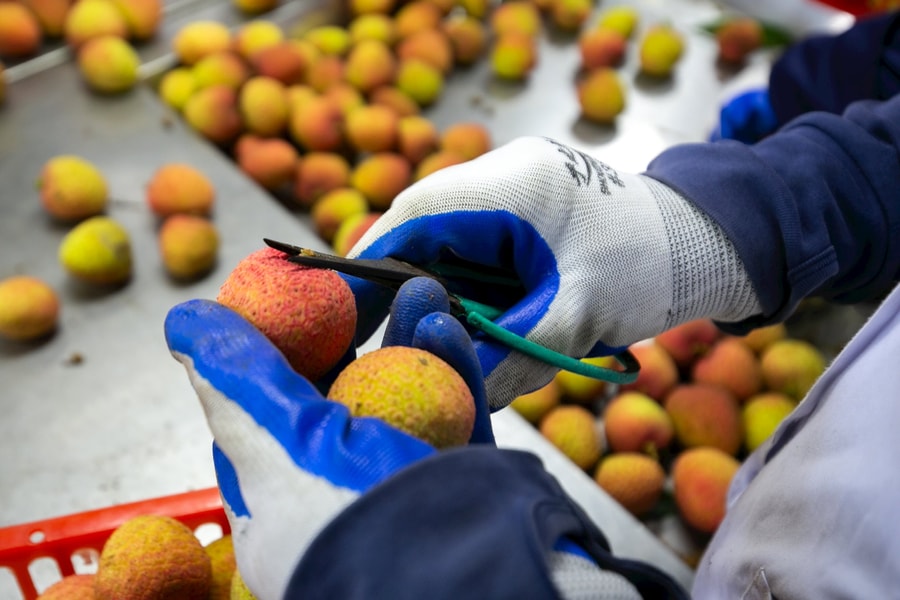 Thanh Ha lychees irradiated before export