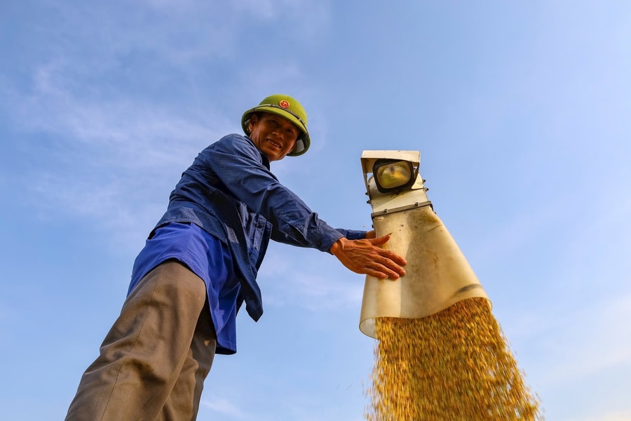 Nhìn lại vụ lúa năng suất cao nhất Hải Dương 13 năm qua