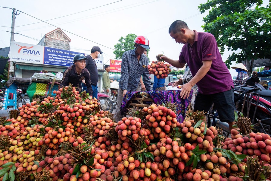 Nông dân vùng vải thiều Thanh Hà thu hơn 1.100 tỷ đồng từ vụ vải năm nay