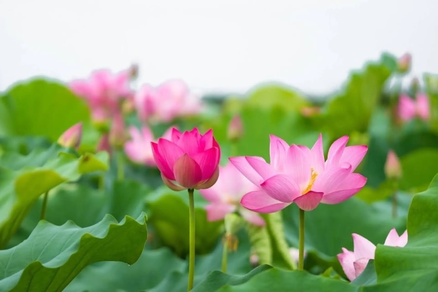 Thêm một chút về sen