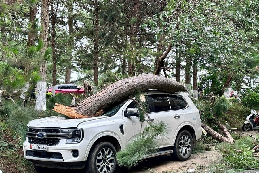 Nhiều ô tô bị cây thông đè bẹp trong mưa gió ở Đà Lạt