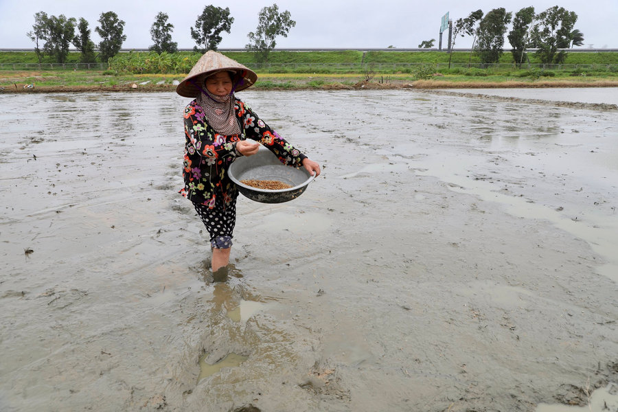 Bão tan, nông dân Hải Phòng khẩn trương xuống đồng
