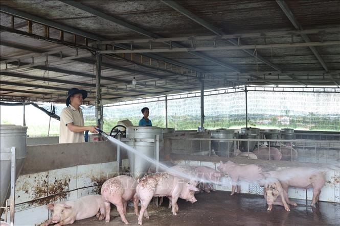 Vẫn còn 30/34 tỉnh, thành phố có dịch tả lợn châu Phi chưa qua 21 ngày