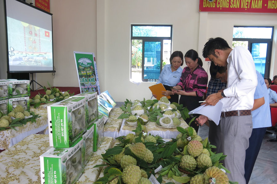 Trung tâm Khuyến nông Hải Phòng tôn vinh người trồng na bở An Sơn - Liên Khê