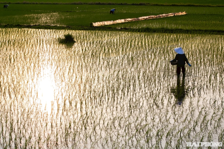 Mẹ ta áo mỏng ta thương