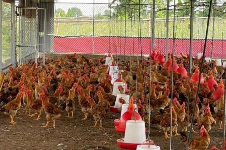 Hai giống gà nuôi an toàn sinh học được thị trường ưa chuộng