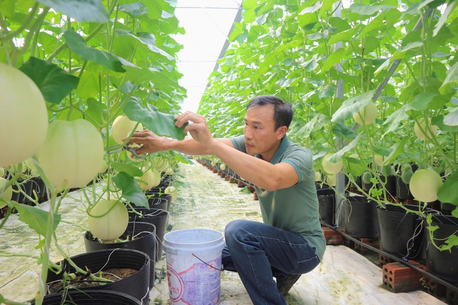 Vườn dưa ứng dụng công nghệ cao của anh Bùi Văn Dừa