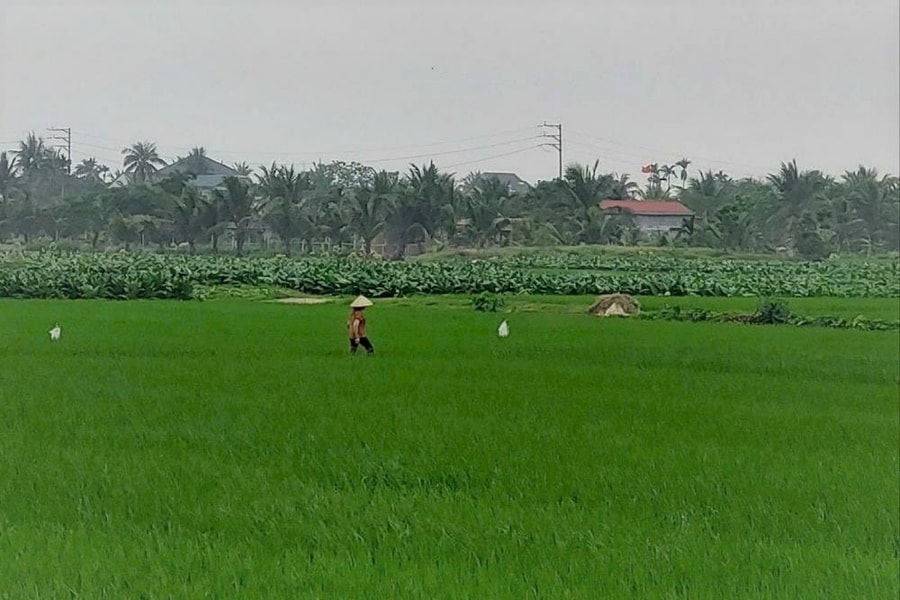 Hơn 95.000 ha lúa, cây rau màu vụ hè ở Hải Phòng an toàn sau mưa lớn