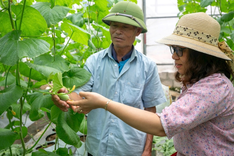 Hải Phòng cơ bản hoàn thành kế hoạch gieo trồng rau màu hè thu