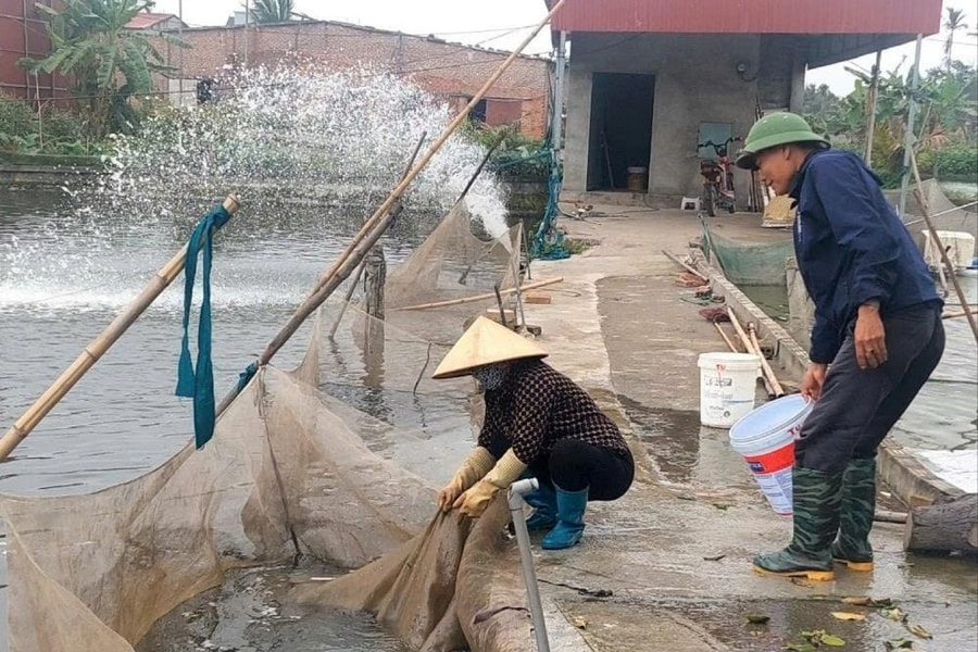 Mở rộng vùng sản xuất, cung cấp giống thủy sản làng Hội Am