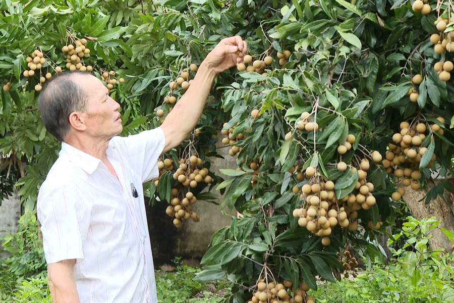Nhãn Hải Phòng được mùa, tiêu thụ thuận lợi