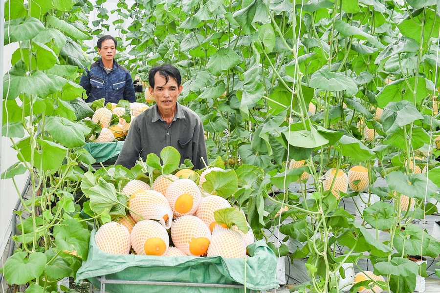 Xã Trường Tân đổi thay nhờ nông nghiệp công nghệ cao