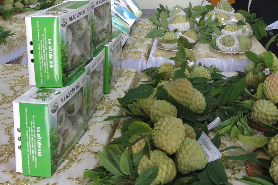 Nông dân trồng na có thu nhập trung bình 200 triệu đồng/ha