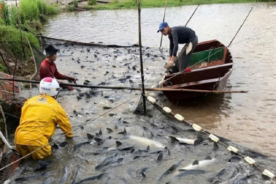 Điều chỉnh thời hạn đáp ứng tiêu chuẩn về thức ăn thủy sản