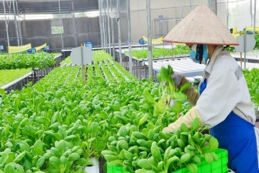 Hải Phòng có 15.500 ha rau, quả sản xuất theo quy trình an toàn