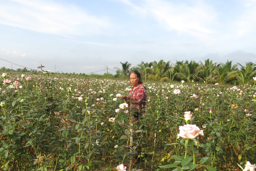 Nông dân Hải Phòng ghép tầm xuân, nở hoa hồng