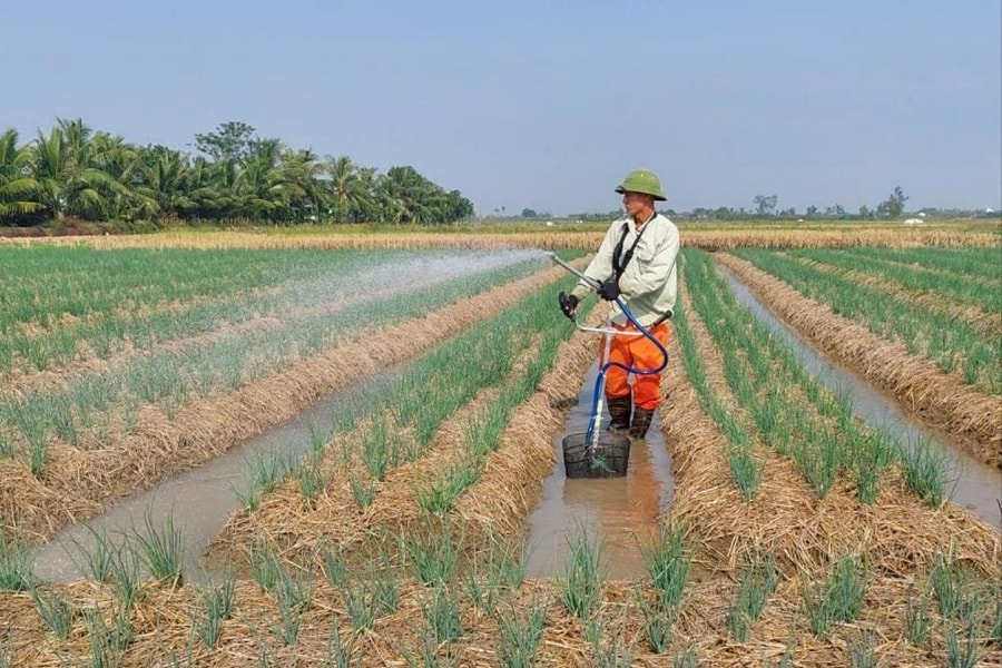 Hai Phong farmers consolidate over 3,000 ha of land for large-scale commodity production