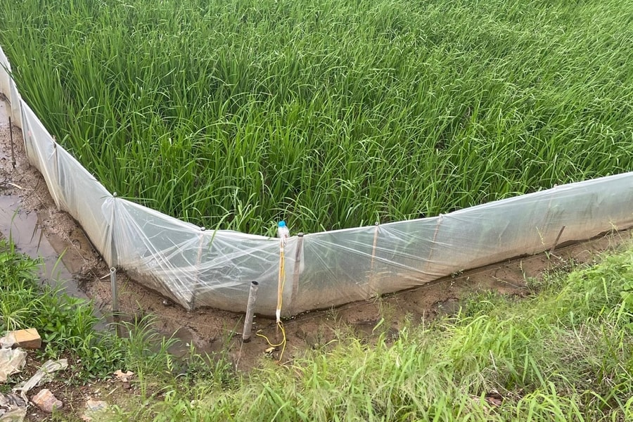 Giăng điện bẫy chuột trên đồng ở xã Tiên Lãng