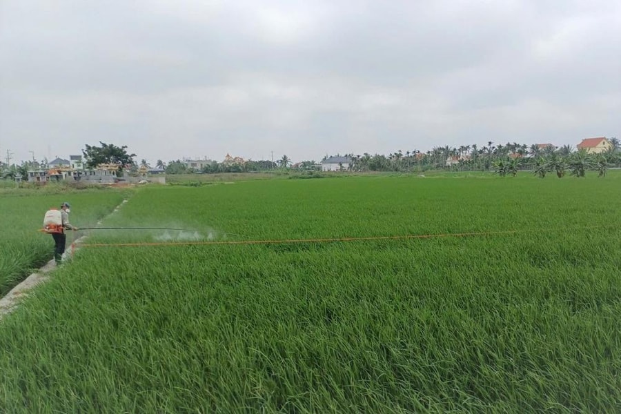 Khẩn trương phòng trừ sâu cuốn lá nhỏ lứa 6