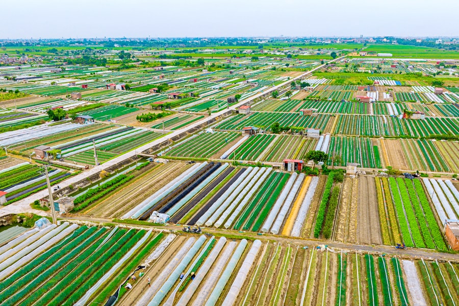 Nông dân xã Nguyễn Lương Bằng giỏi trồng rau gia vị