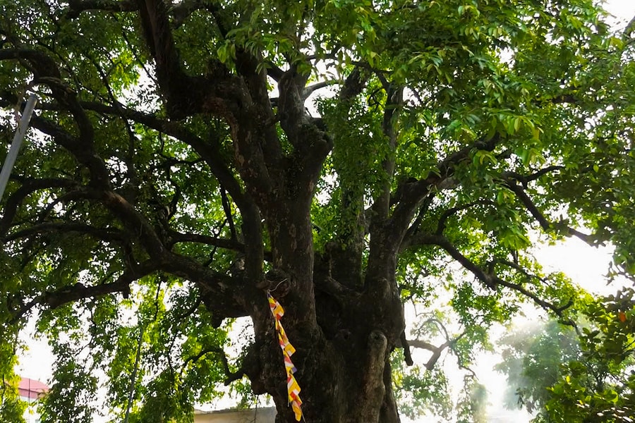 Cây thị trăm năm ở Lạc Phượng