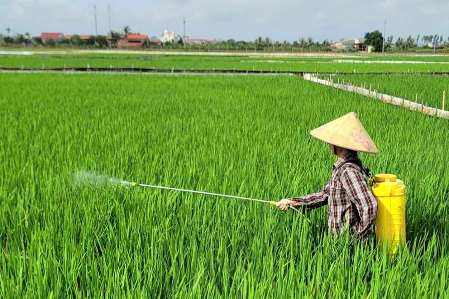 Phòng trừ sâu cuốn lá nhỏ lứa 6 gây hại trên đồng ruộng