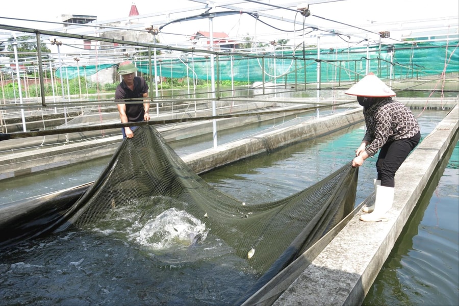 Thúc đẩy liên kết phát triển chuỗi giá trị sản phẩm nông nghiệp, thủy sản