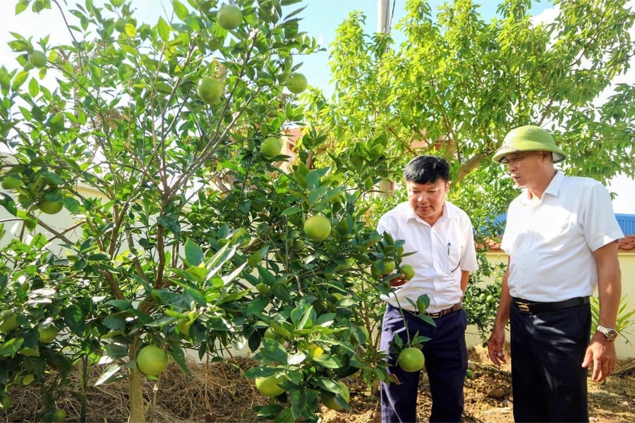 An Dương khôi phục giống cam tiến vua