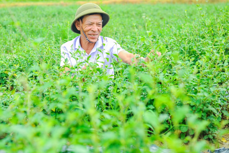 Triển vọng cây cà gai leo trên đất Bắc Thanh Miện
