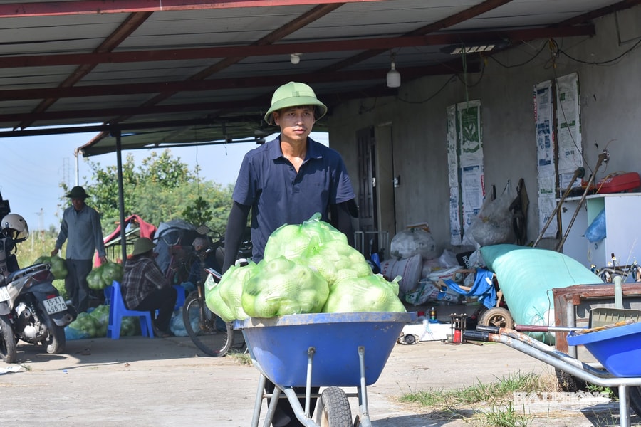 Nông dân xã Vĩnh Bảo thu hoạch ổi lê 'chạy bão'