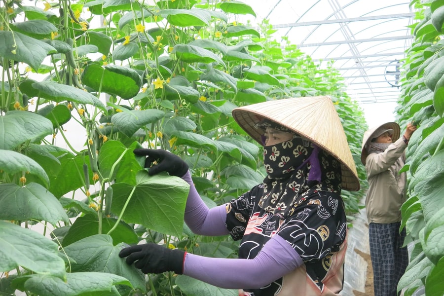 Hai Phong targets commodity-based, high-tech, large-scale agriculture