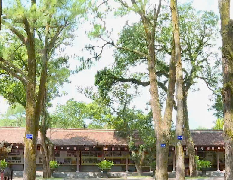 Ấn tượng rừng thông cổ thụ Côn Sơn