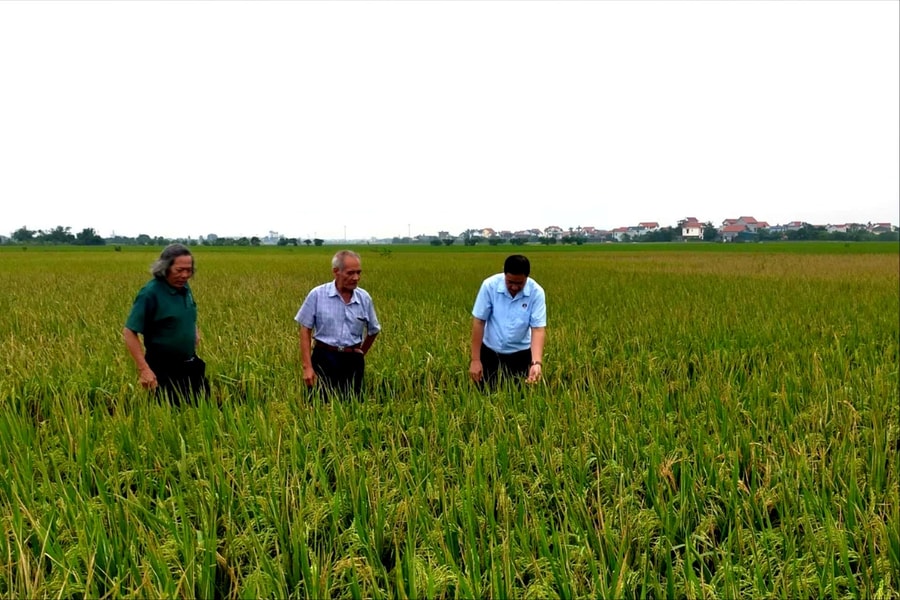 85% diện tích lúa mùa trỗ bông có nguy cơ sâu bệnh cuối vụ gây hại