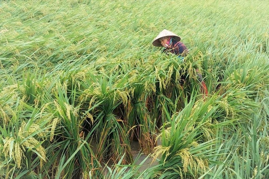 Hải Phòng khắc phục xong hơn 800 ha lúa đổ do ảnh hưởng của bão số 10
