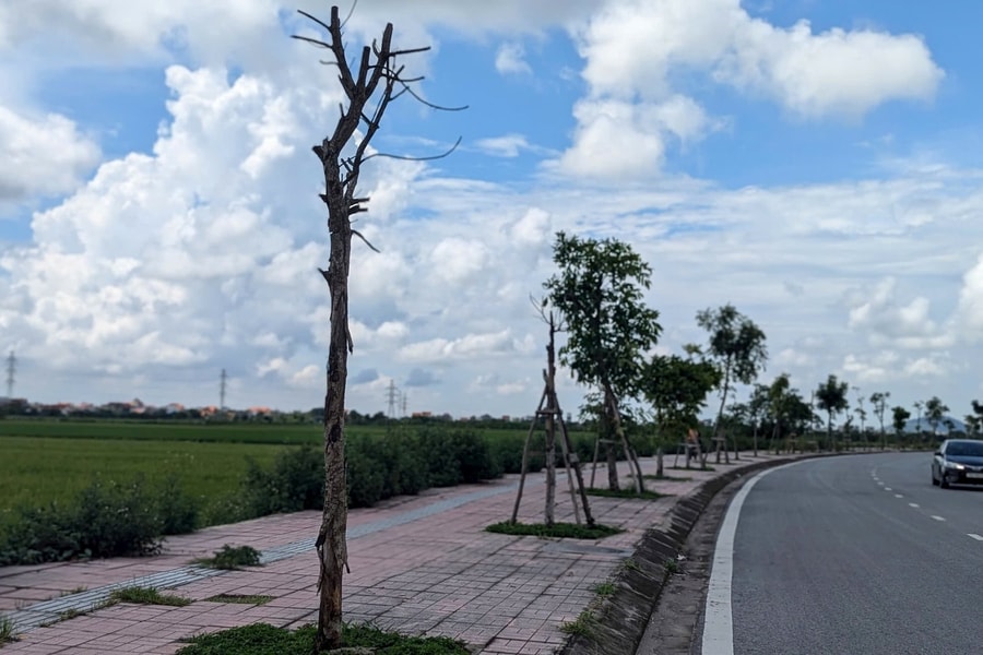 Cây chết khô bên đường 363 qua xã Kiến Minh
