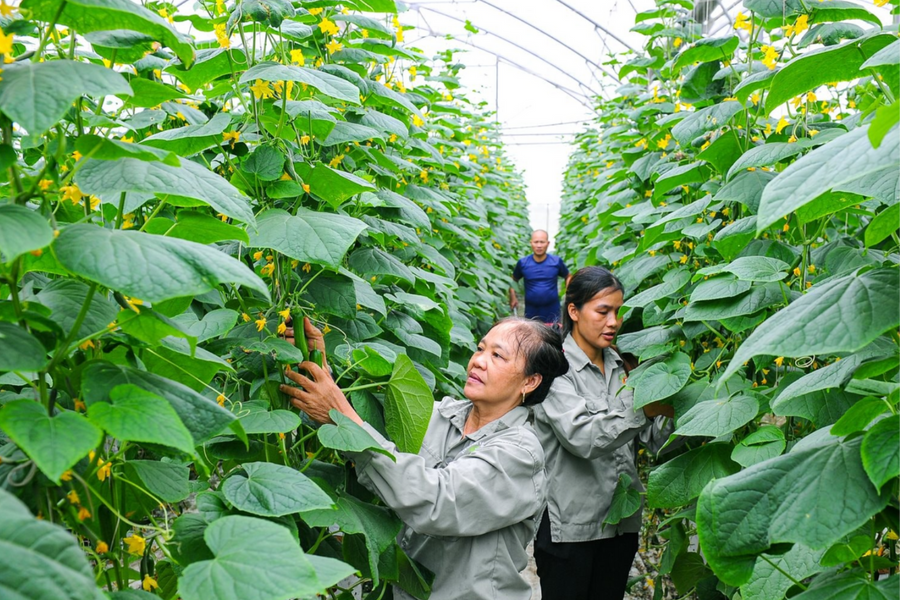 Dự kiến xuất khẩu nông lâm thủy sản sẽ đạt kỷ lục mới