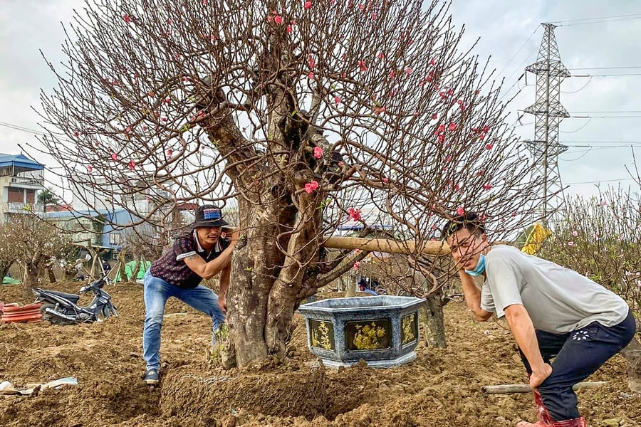 Anh Nguyễn Văn Công và hành trình gìn giữ sắc đào đất Cảng