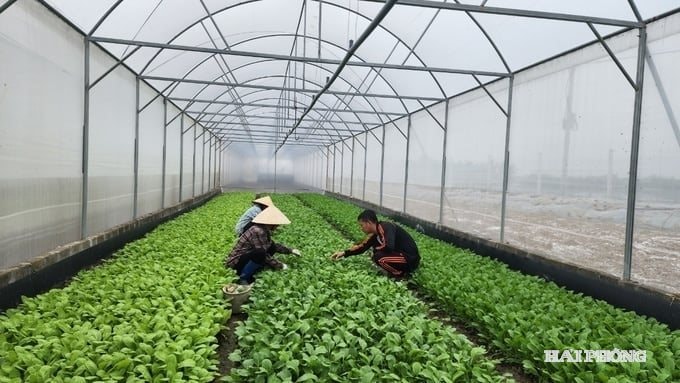 Nông nghiệp Việt Nam hướng tới công nghệ chỉnh sửa gen