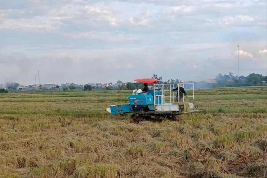 Thu hoạch hơn 4.000 ha lúa mùa sớm phía tây Hải Phòng