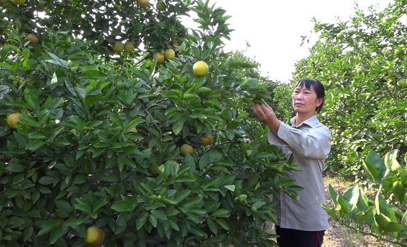Hiệu quả từ mô hình trồng cam sạch tại phường Bắc An Phụ
