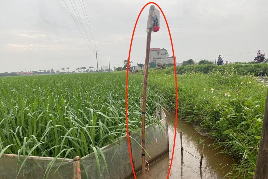 Hậu quả khôn lường từ bẫy chuột bằng điện