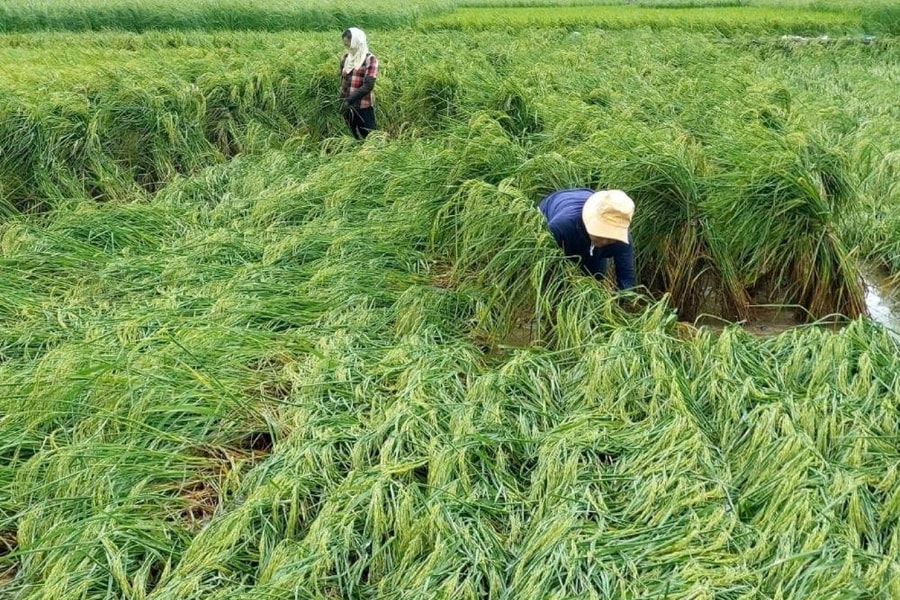 Đề xuất hỗ trợ gần 16 tỷ đồng khắc phục thiệt hại do bão và dông, lốc gây ra