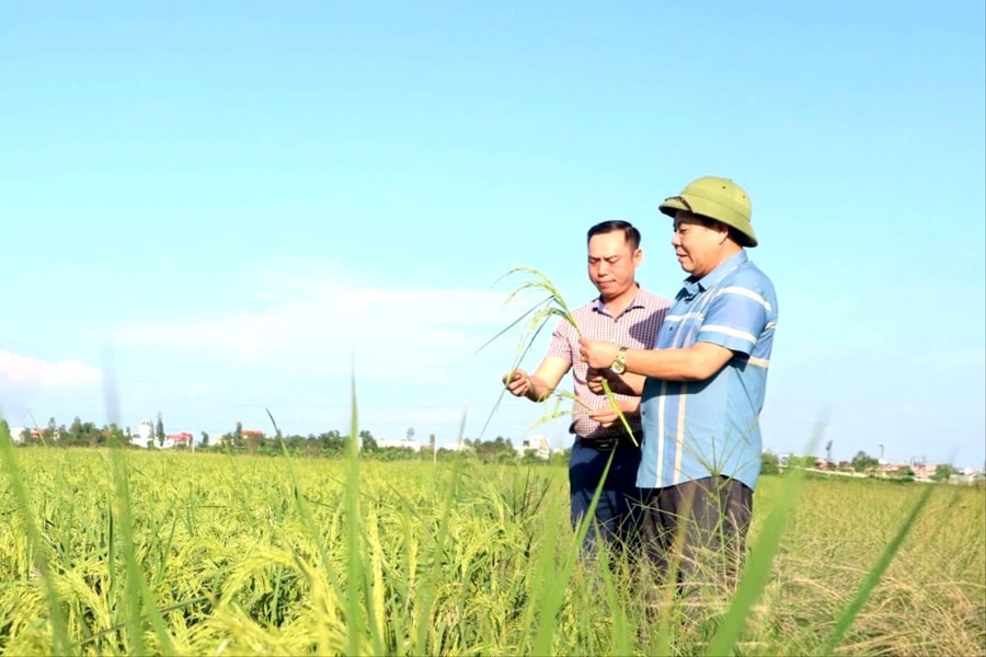 An Dương khắc phục tình trạng ruộng bỏ hoang